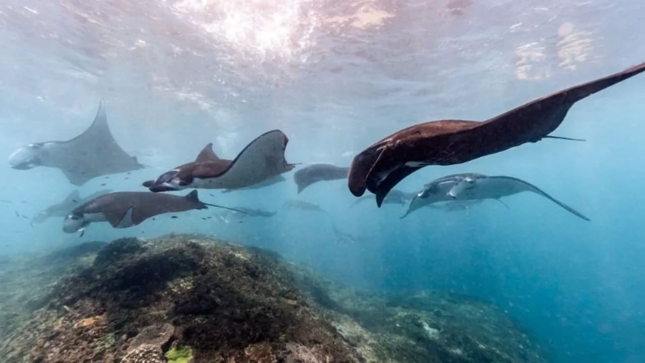 El mar de Acapulco volvió a recordar que está lleno de vida