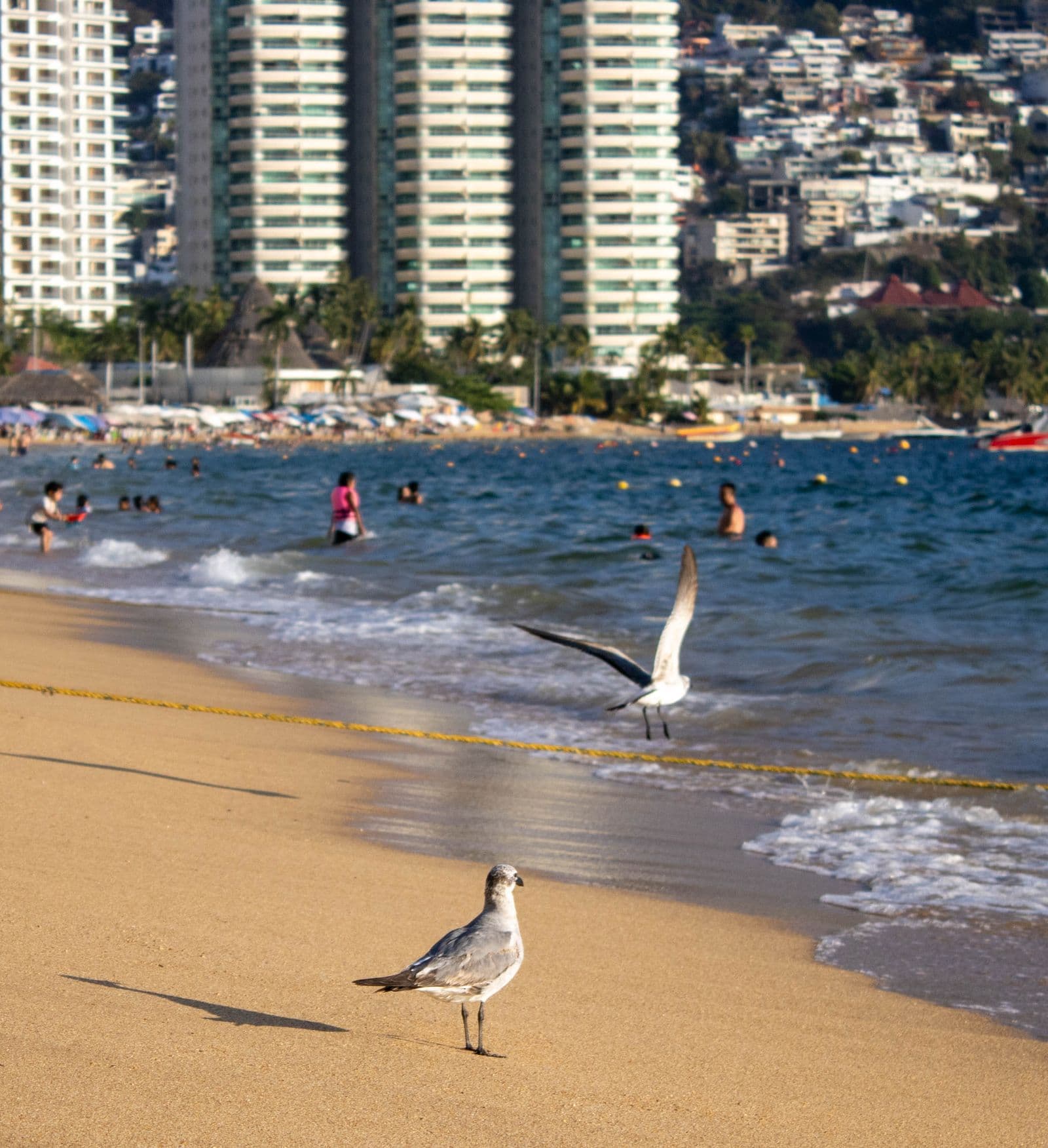 Gaviotas en la playa de Acapulco